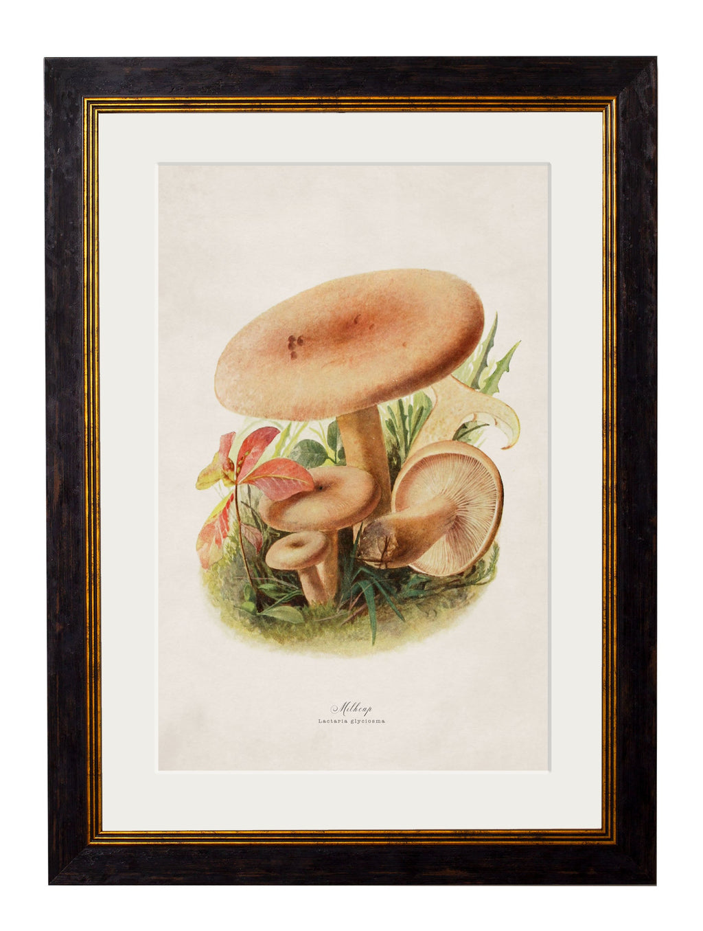 c.1913 Edible Mushrooms