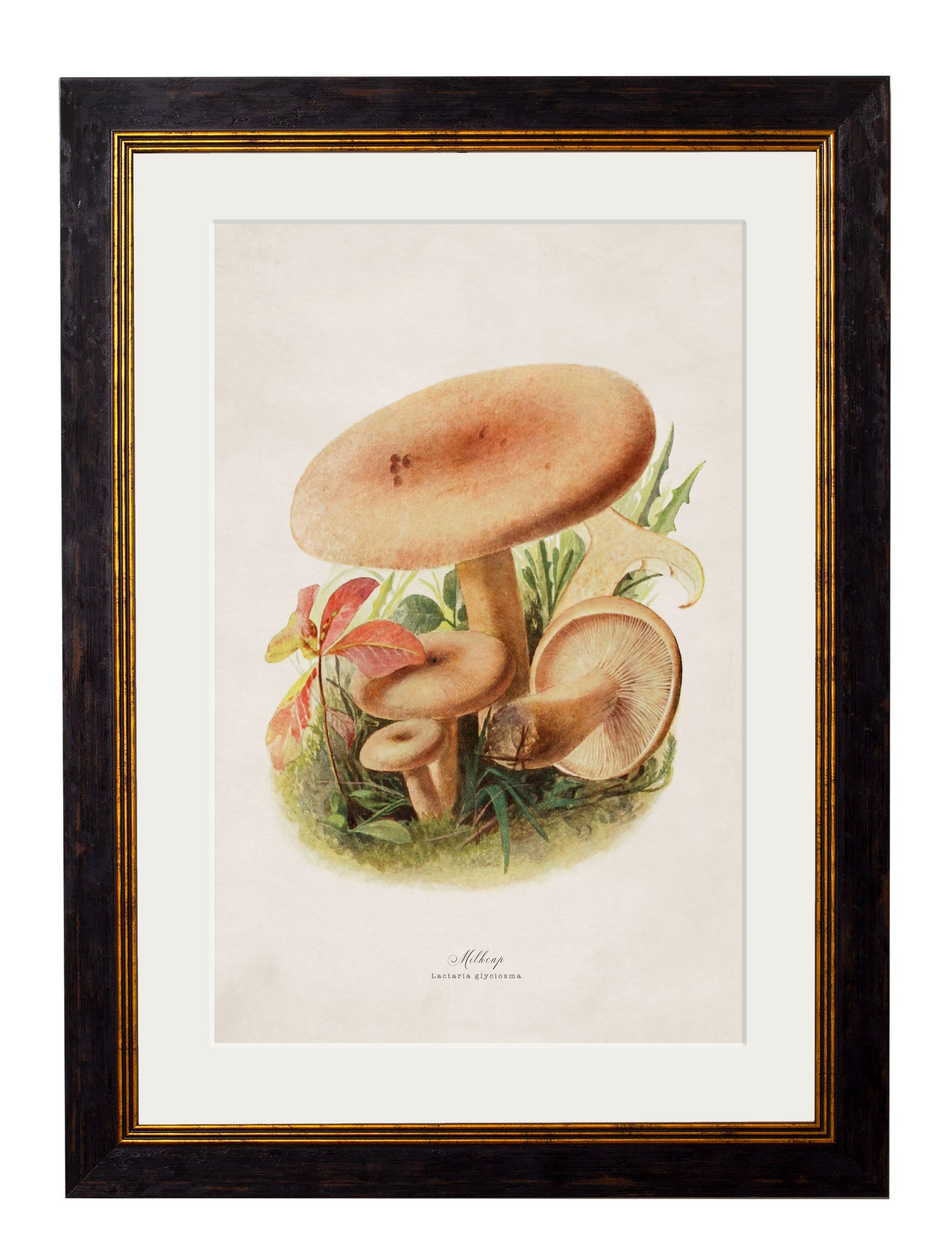 c.1913 Edible Mushrooms