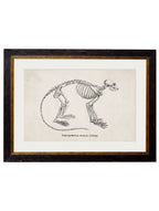 c.1870 Anatomical Skeletons