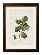c.1819 Study of British Leaves and Pinecones