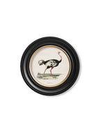 c.1846 Ostrich - Round Frame