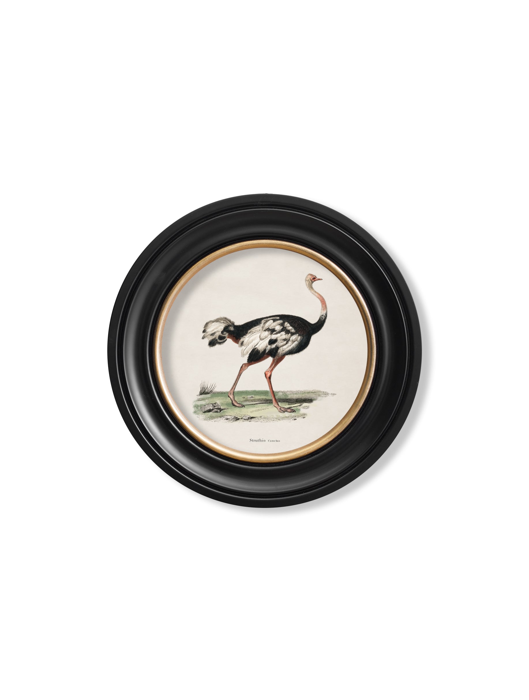c.1846 Ostrich - Round Frame