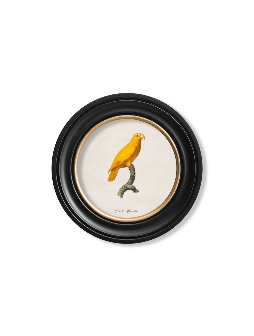 C.1800's Collection of Parrots in Round Frames 2