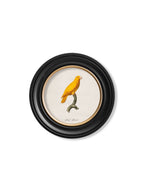 C.1800's Collection of Parrots in Round Frames 2