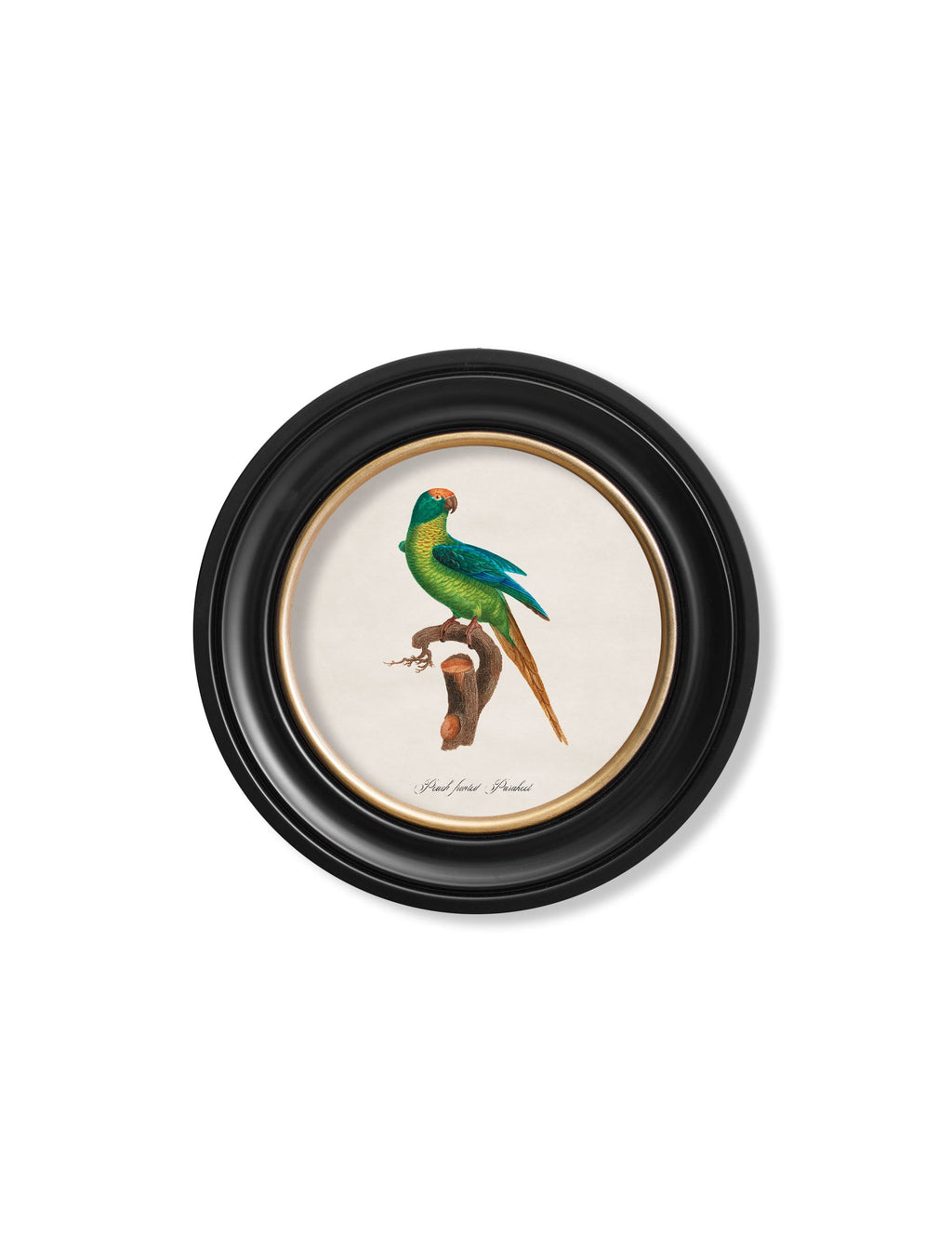 C.1800's Collection of Parrots in Round Frames 2
