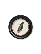 c.1809 British Birds in Round Frames