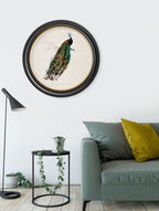 c.1847 Peacock in Round Frame