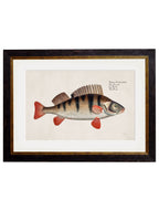 c.1785 Fresh Water Fish