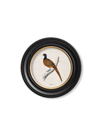 c.1809 British Birds in Round Frames