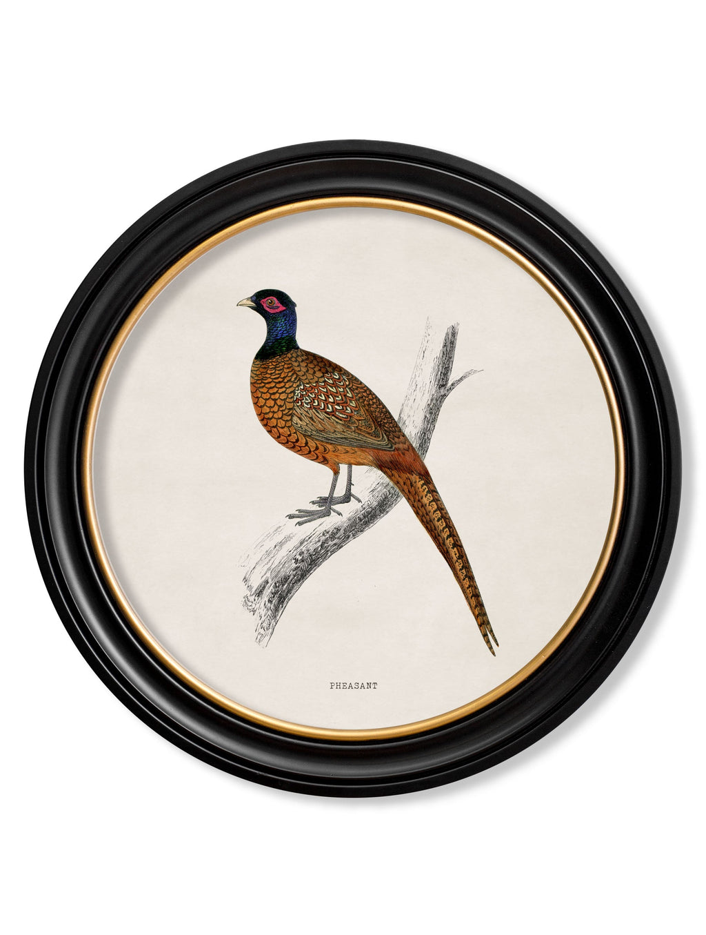 c.1809 British Birds in Round Frames
