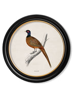 c.1809 British Birds in Round Frames