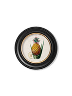 c.1843 Pineapple Plant - Round Frame