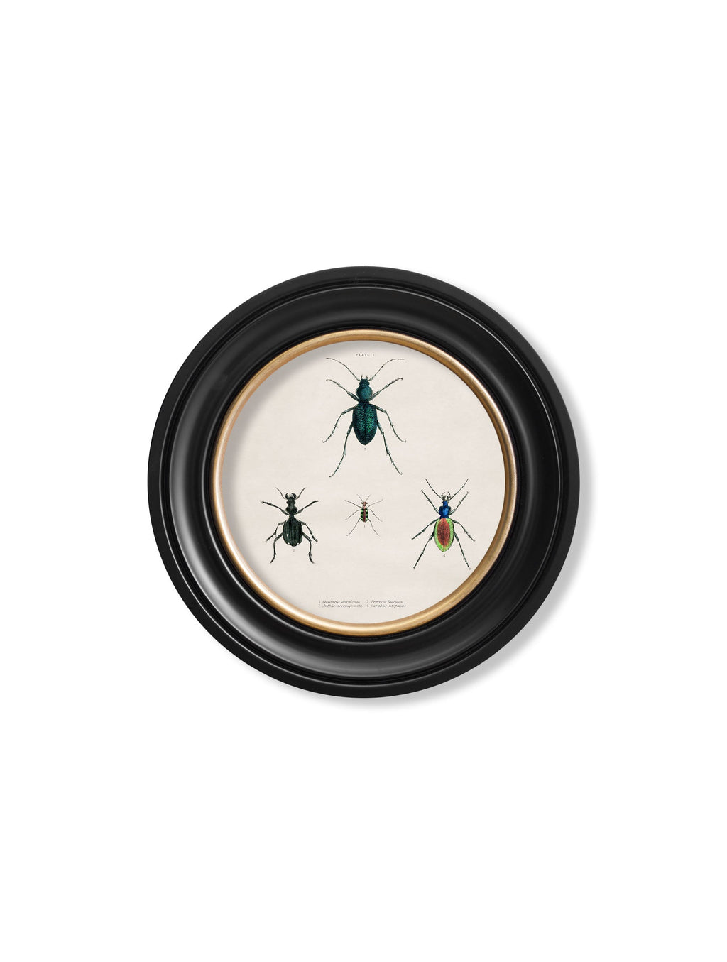 c.1836 Beetle Plates - Round Frame