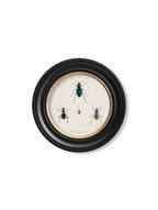 c.1836 Beetle Plates - Round Frame