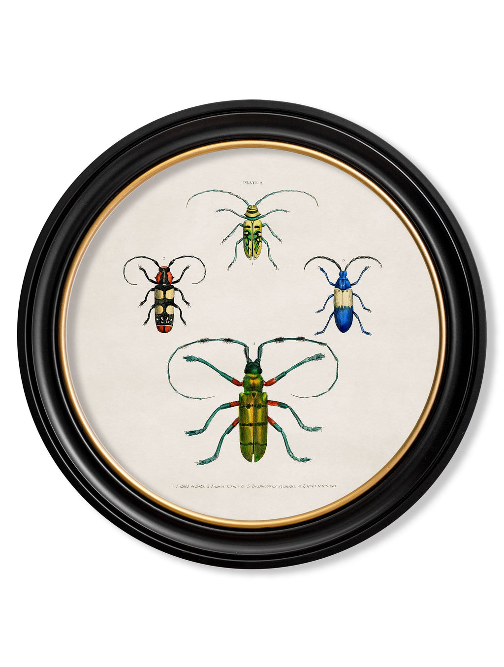 c.1836 Beetle Plates - Round Frame