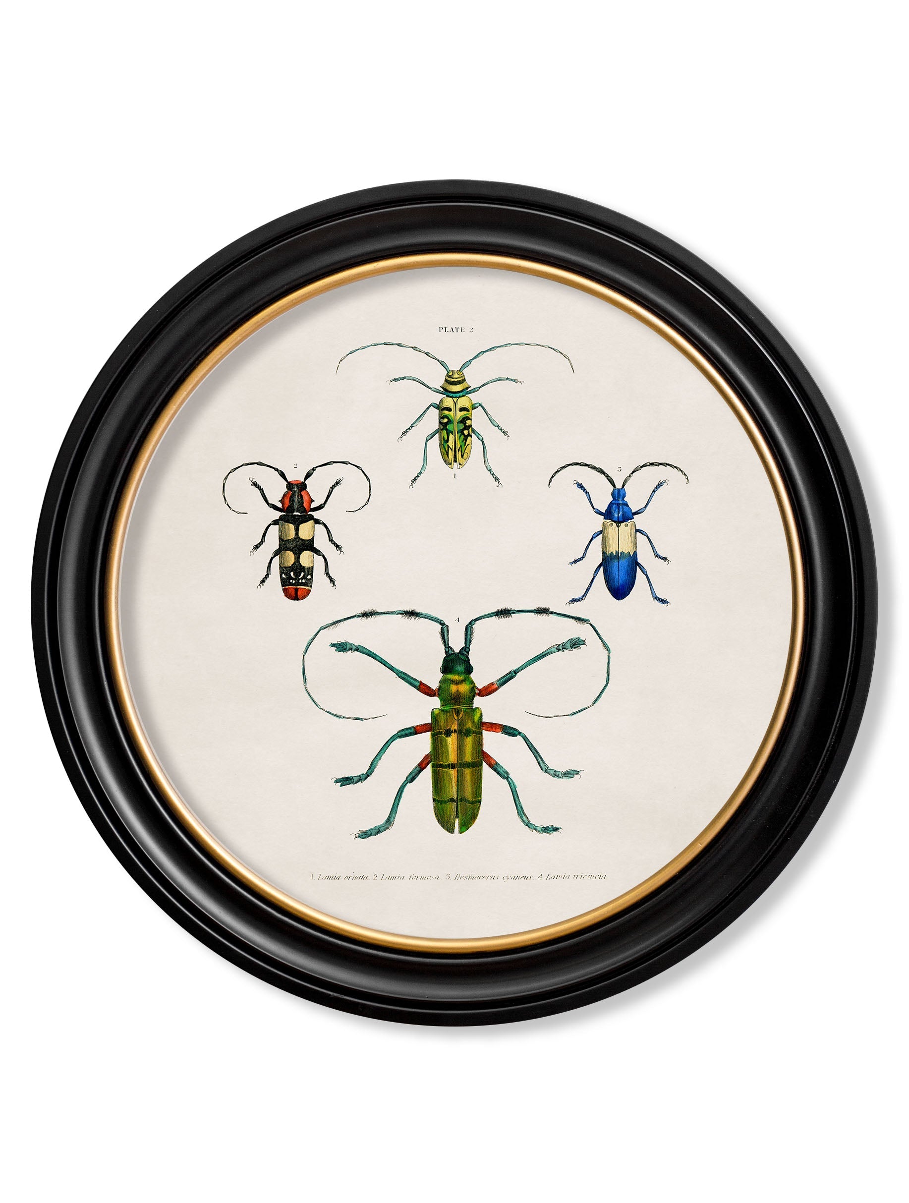 c.1836 Beetle Plates - Round Frame