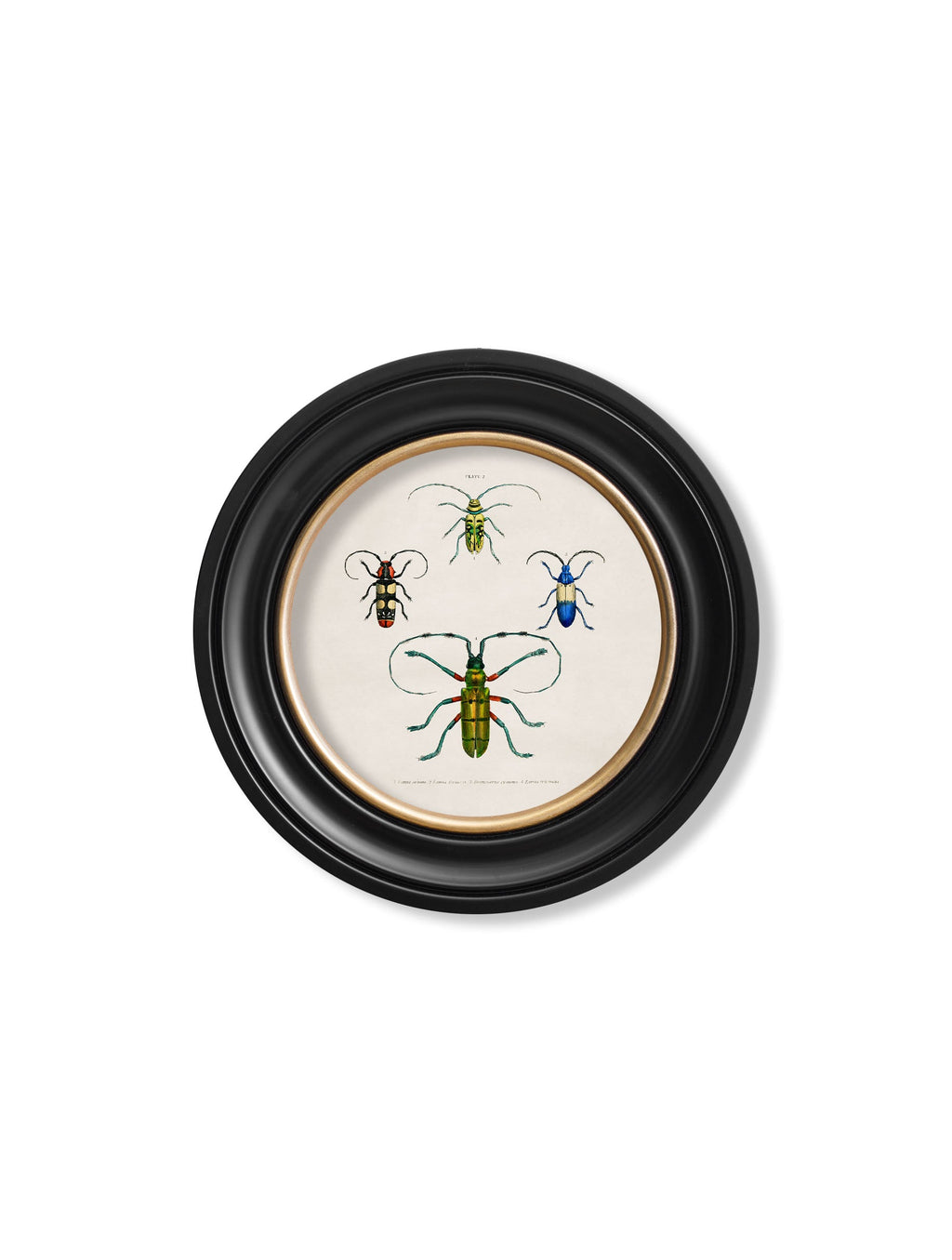 c.1836 Beetle Plates - Round Frame