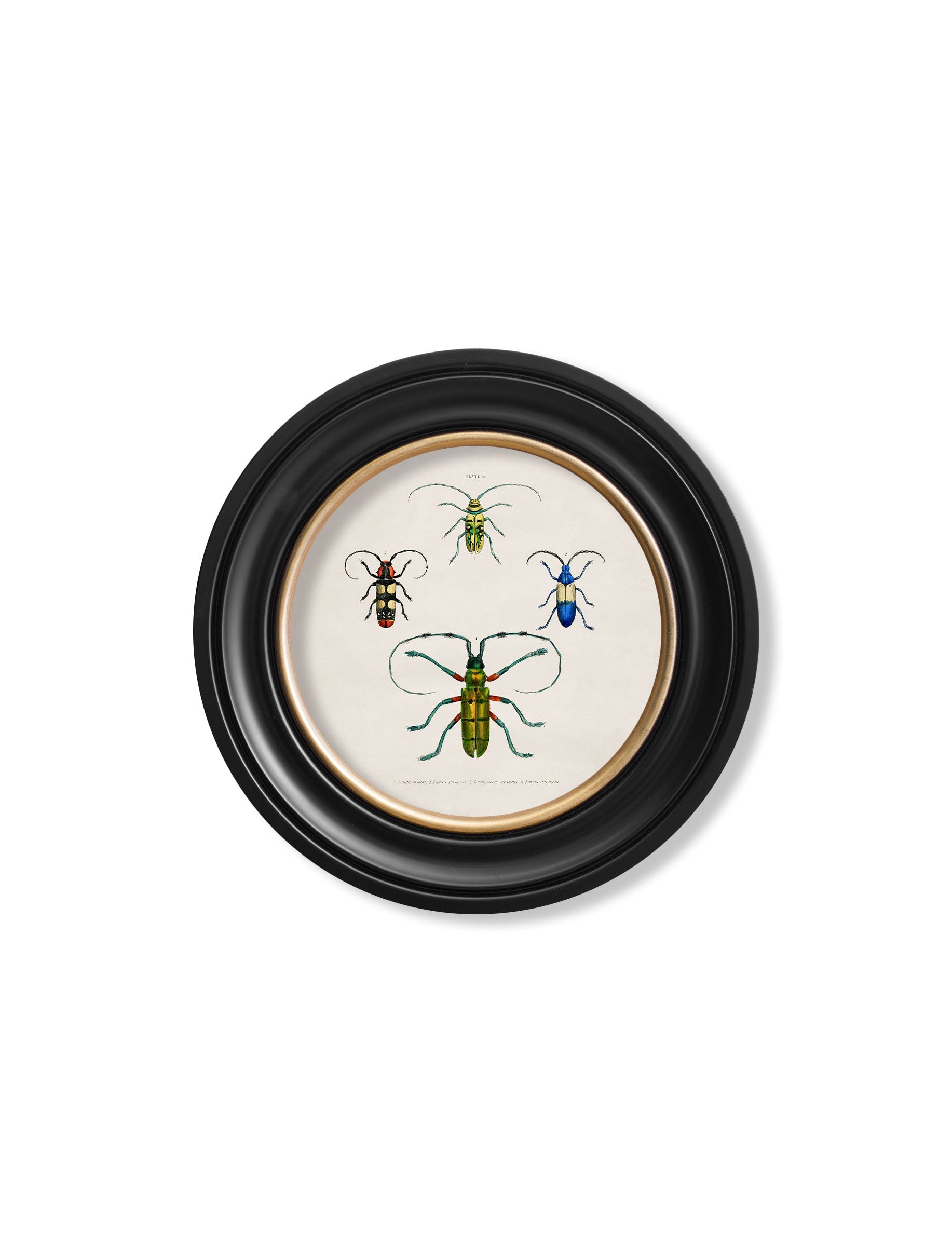 c.1836 Beetle Plates - Round Frame