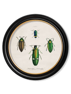 c.1836 Beetle Plates - Round Frame