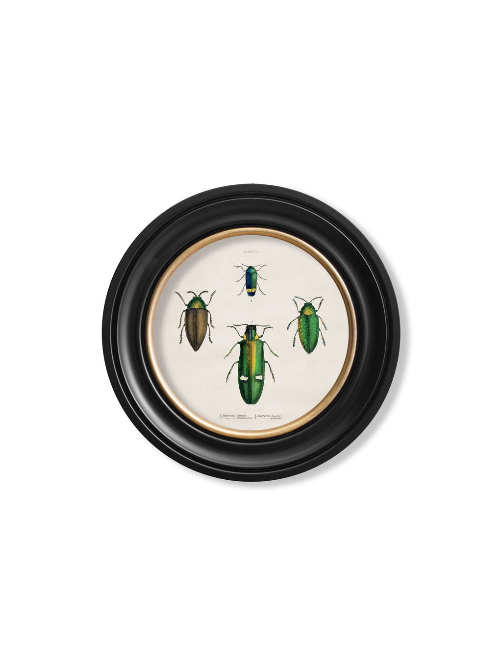 c.1836 Beetle Plates - Round Frame