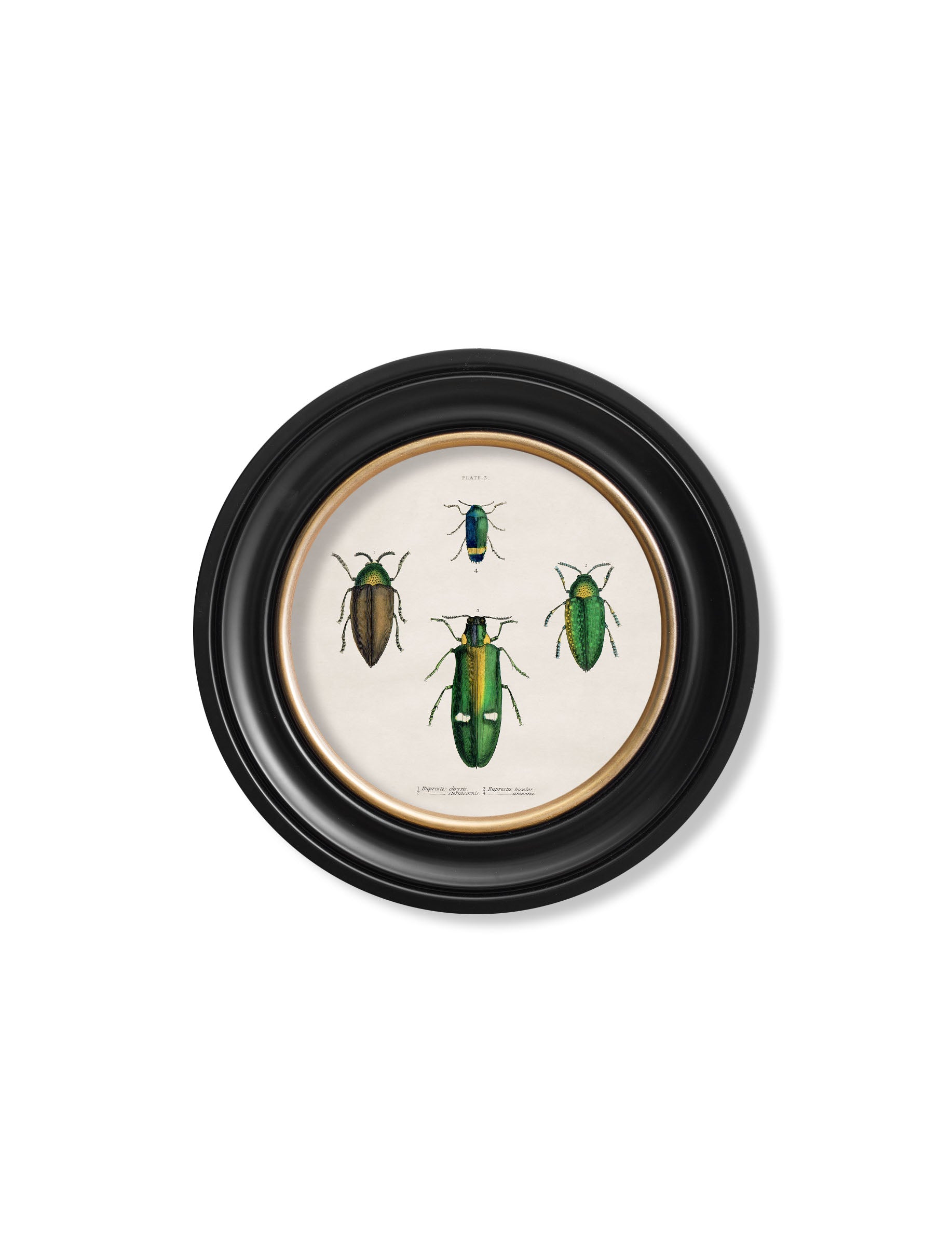 c.1836 Beetle Plates - Round Frame