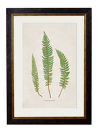 c.1831 Collection of Ferns