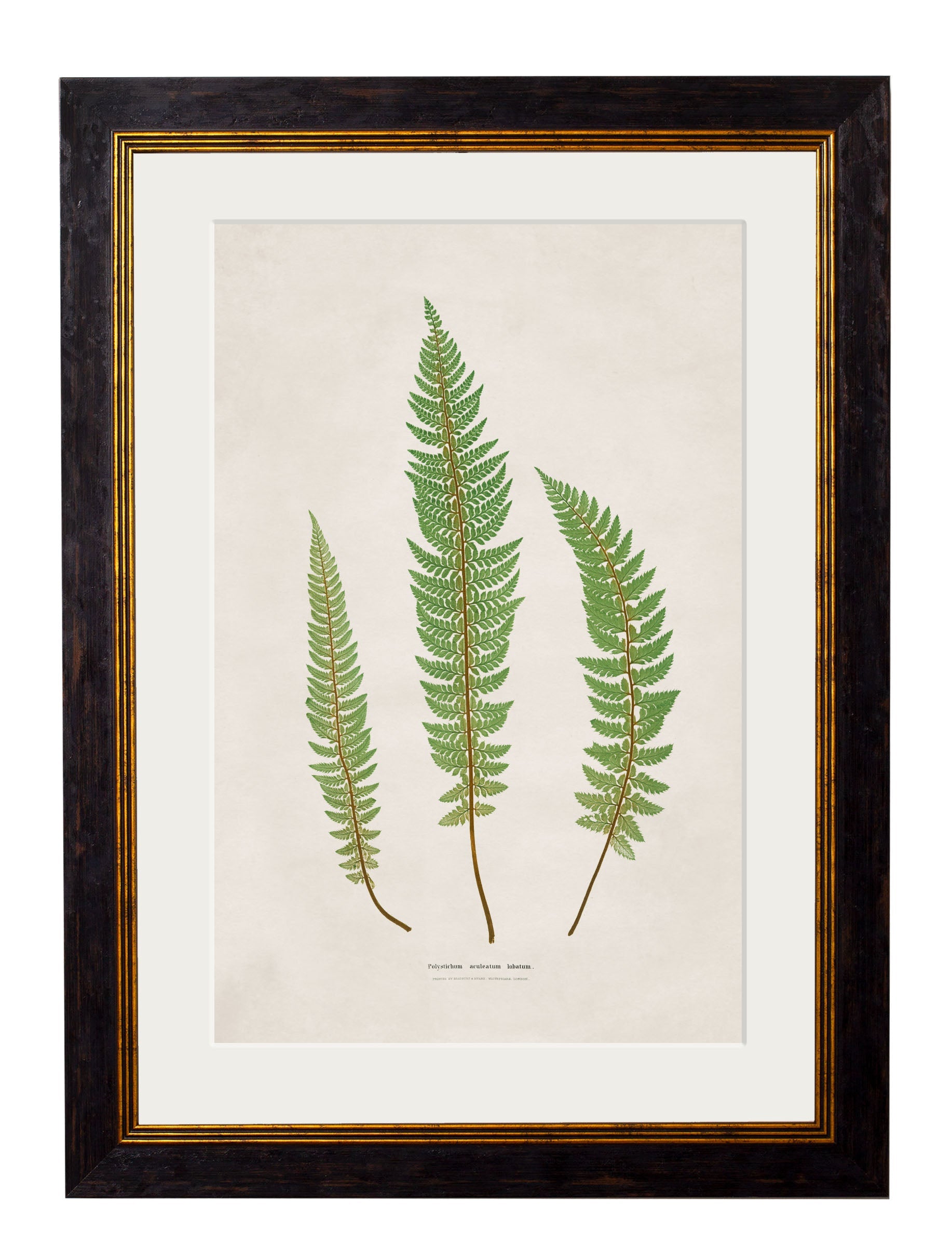 c.1831 Collection of Ferns