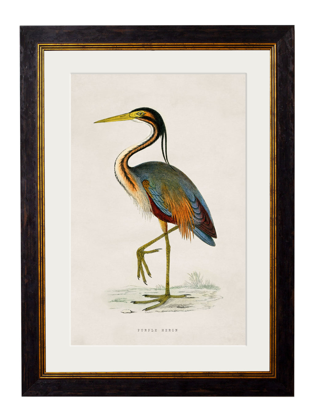 c.1850's British Wading Birds