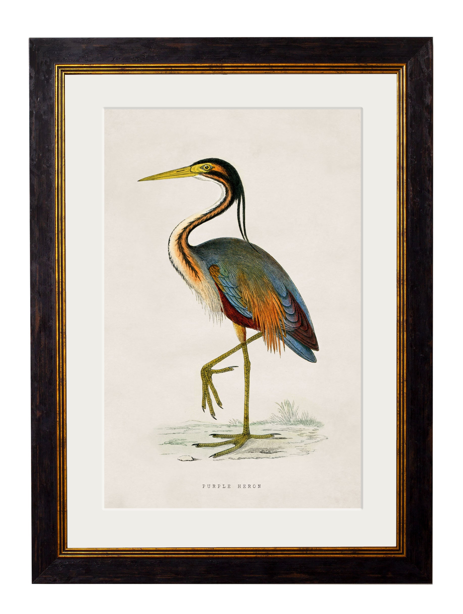 c.1850's British Wading Birds