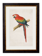 c.1884 Macaws