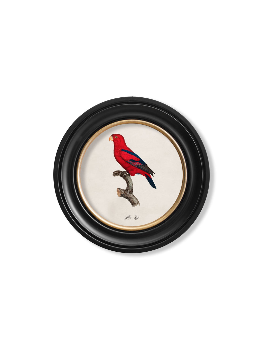 C.1800's Collection of Parrots in Round Frames 2
