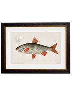 c.1785 Fresh Water Fish