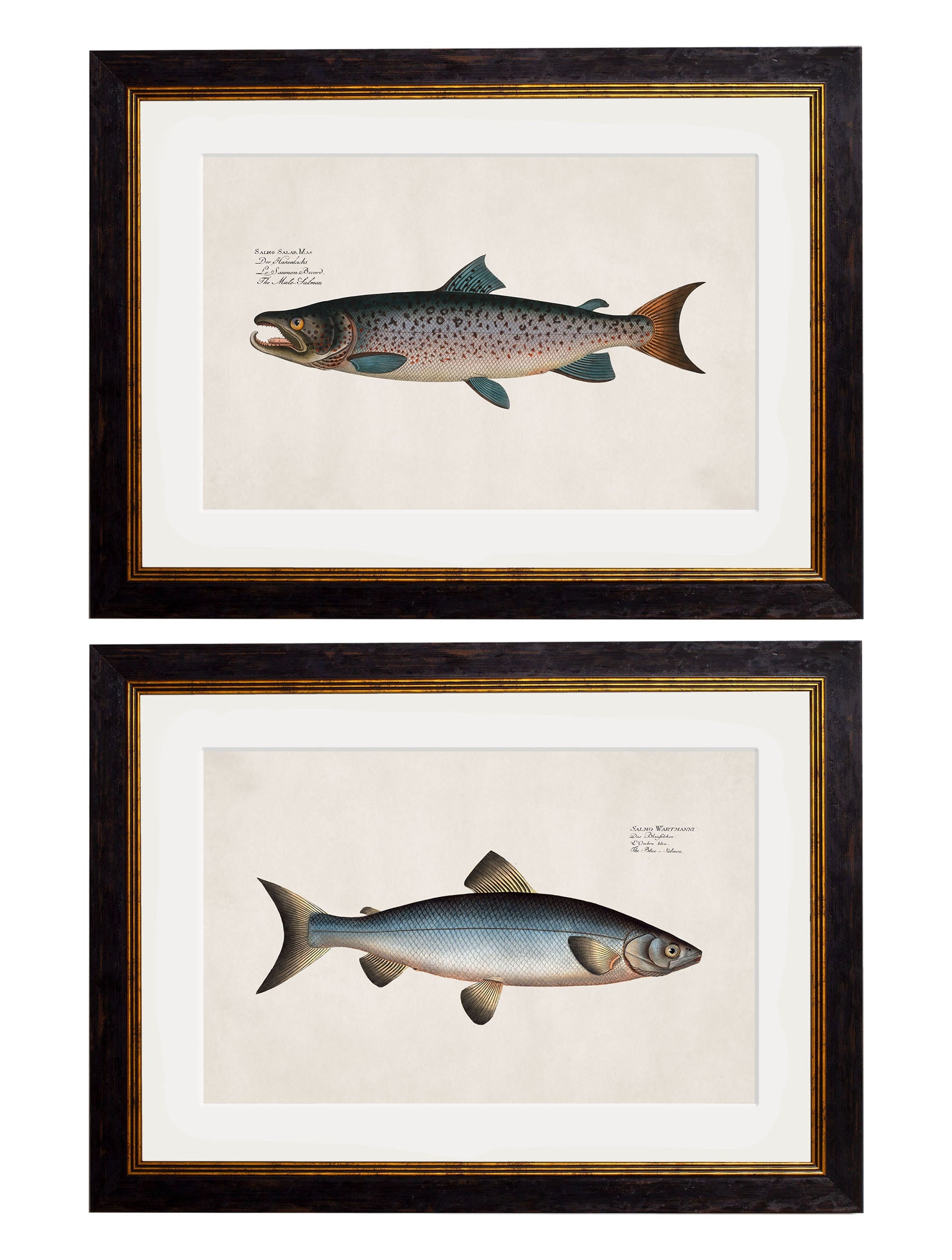 c.1785 Studies of Salmon