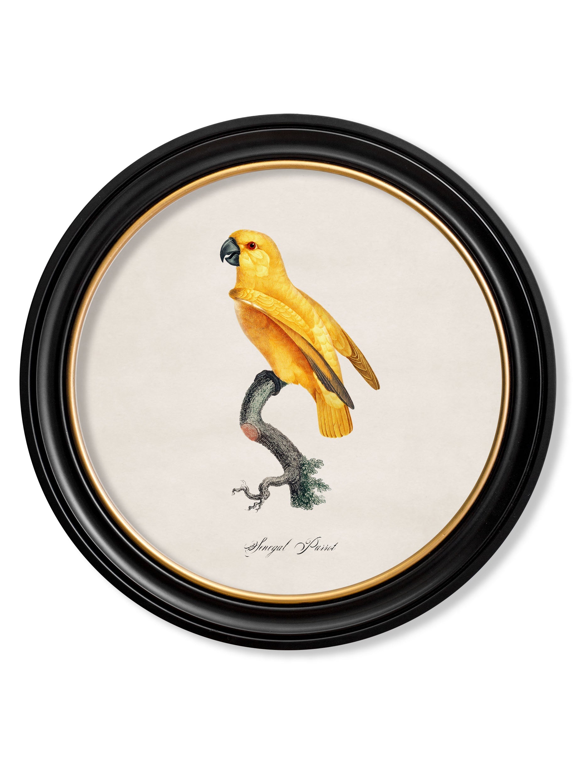 C.1800's Collection of Parrots in Round Frames 2