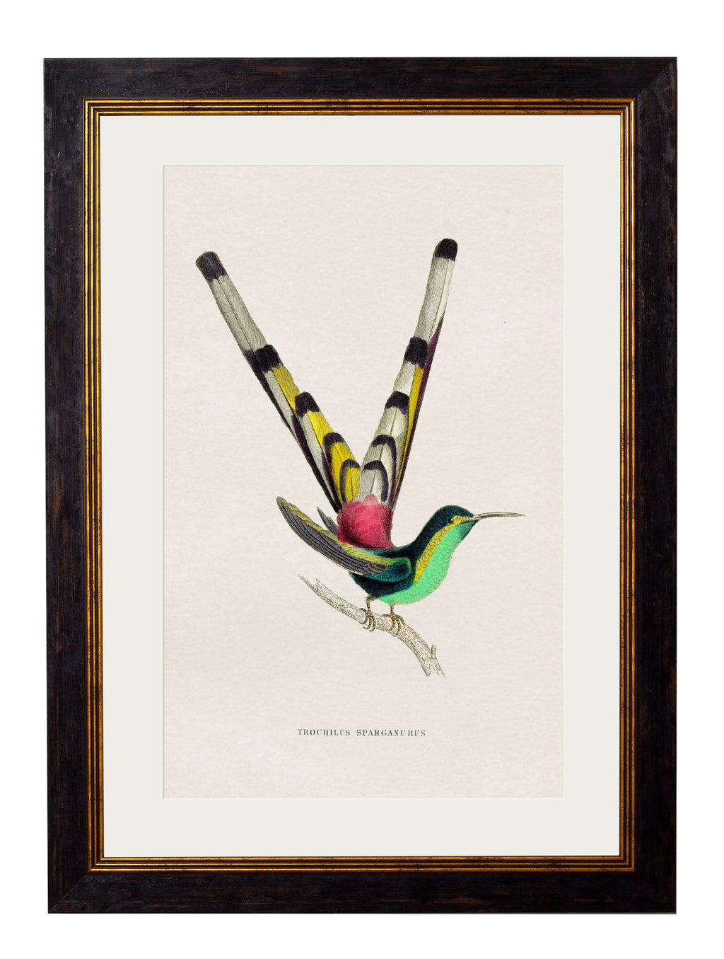 c.1833 Hummingbirds