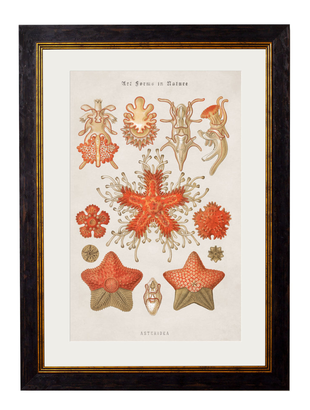 c.1904 Haeckel Marine Animals