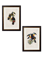 c.1848 Toucans