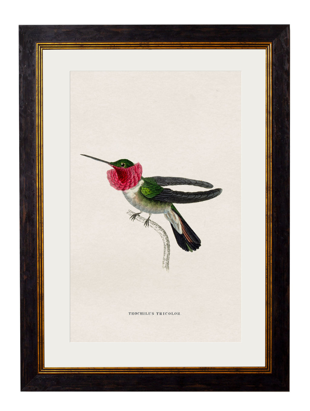 c.1833 Hummingbirds
