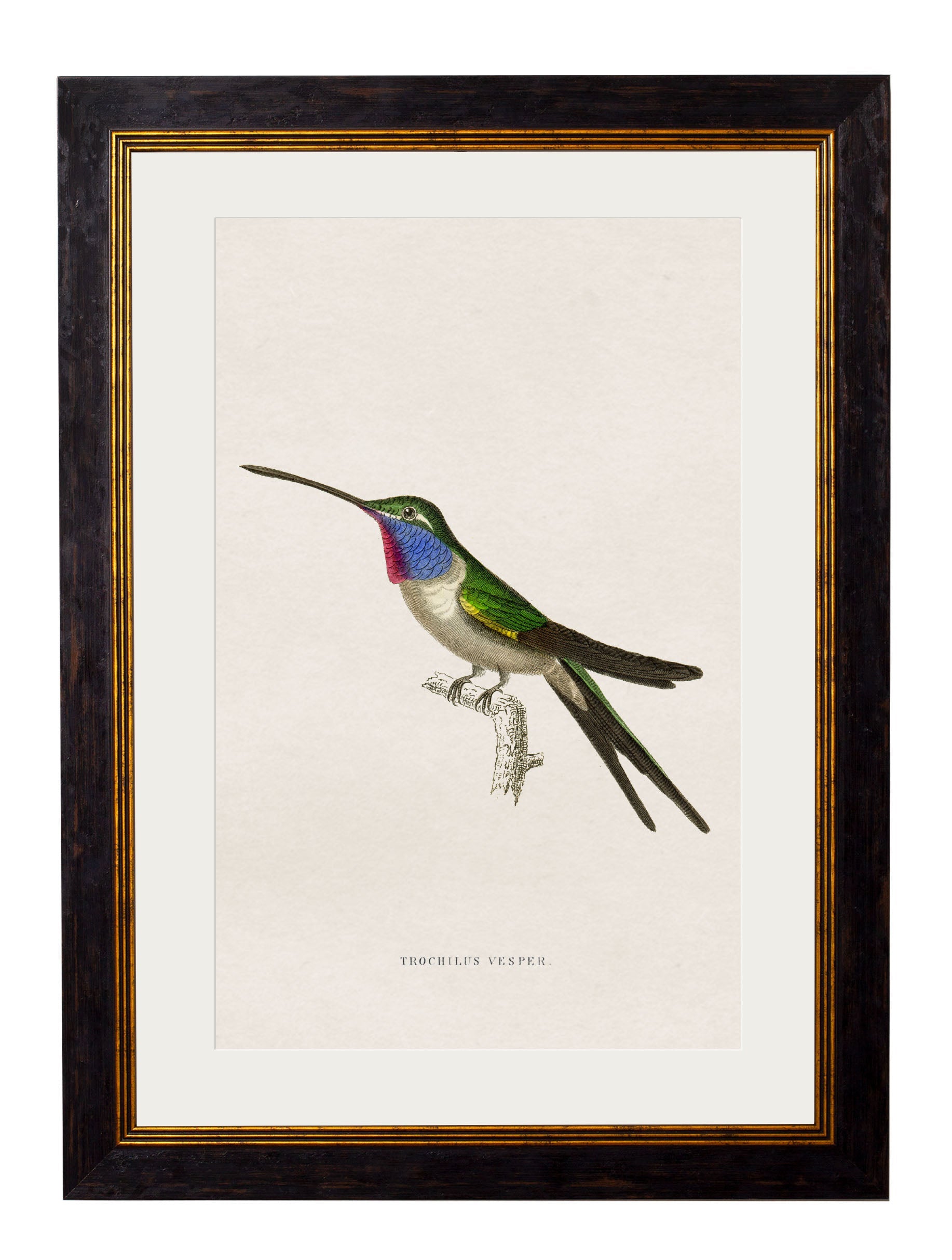 c.1833 Hummingbirds