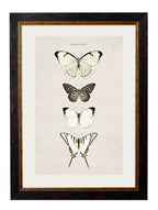 c.1835 Butterflies