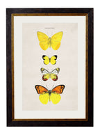 c.1835 Butterflies