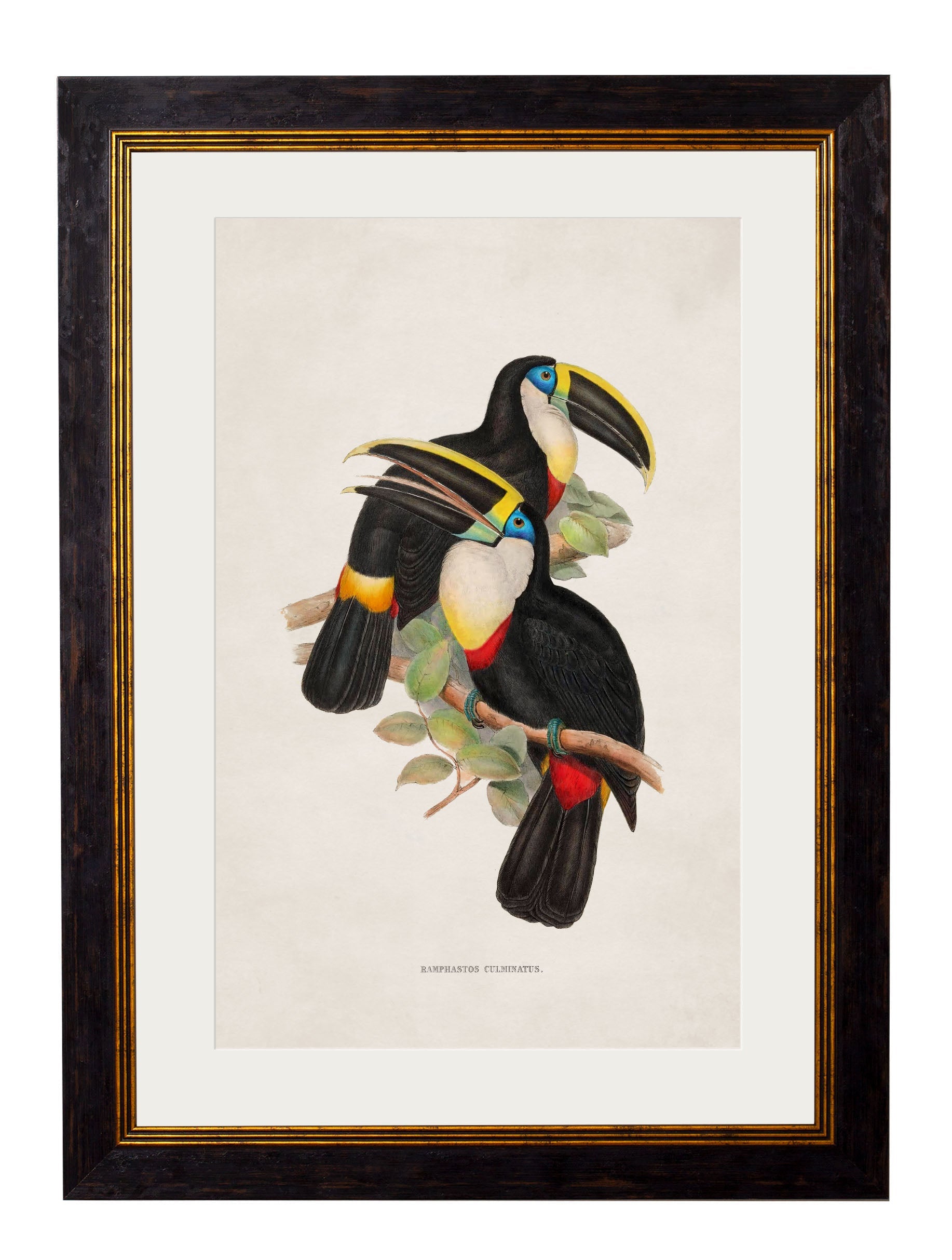 c.1848 Toucans